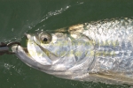 Tarpon Time Key West