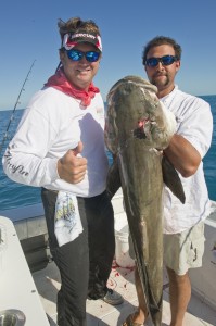 Large cobia caught in Key West, Florida