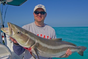 Cobia Fishing Key West
