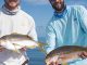 Yellowtail snappers