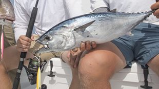 Key West fishing for amber jack and bonito using DAIWA speed jigs