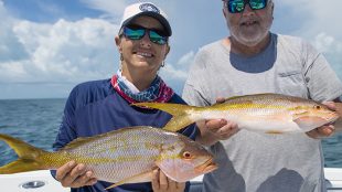 Yellowtail Snappers Reef fishing