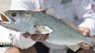 Speckled Sea trout