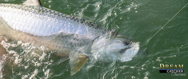 Tarpon Along Side the boat hooked up