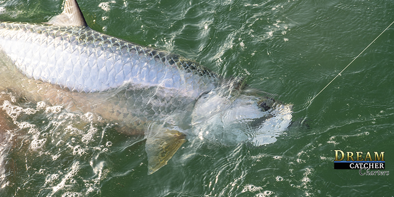 Tarpon Along Side the boat hooked up