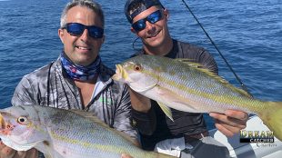 Yellowtail snappers