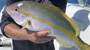 Key West yellowtail snappers