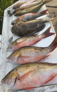 Mutton snapper mixed with yellowtail snapper and grouper key west fishing