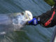 tarpon held by the jaw released in Key West
