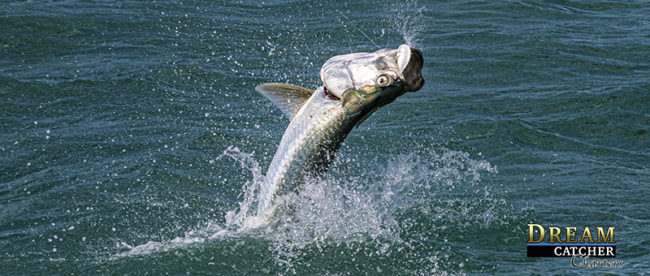 tarpon jumping after being hooked up