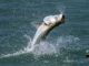tarpon jumping after being hooked up