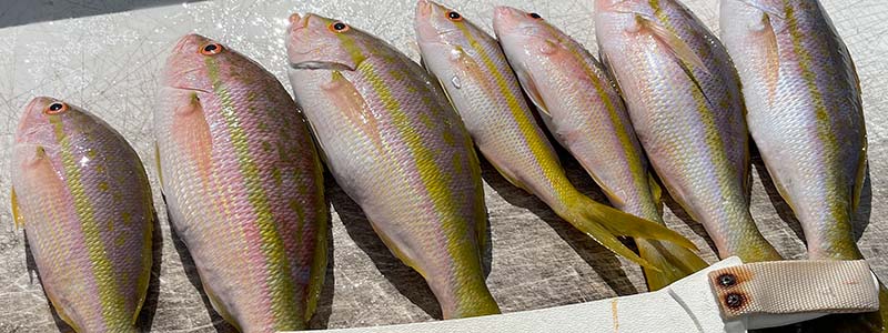 yellowtail-snappers-filet