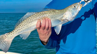 Speckeled seatrout