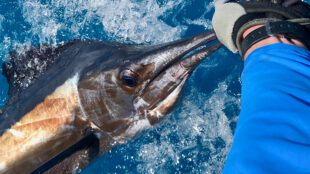 sailfish Key West