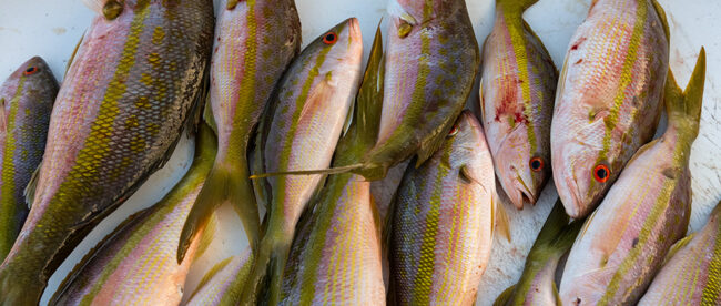Key West Fishing Report