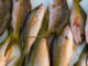 Key West Fishing Report