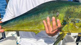 Key West deep sea fishing report