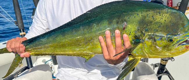 Key West deep sea fishing report