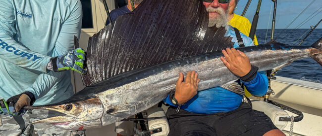 key-west-fishing-report-sailfsih Key West fishing report sailfish