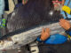 Key West fishing report sailfish
