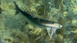 Key West Fishing Report Tarpon