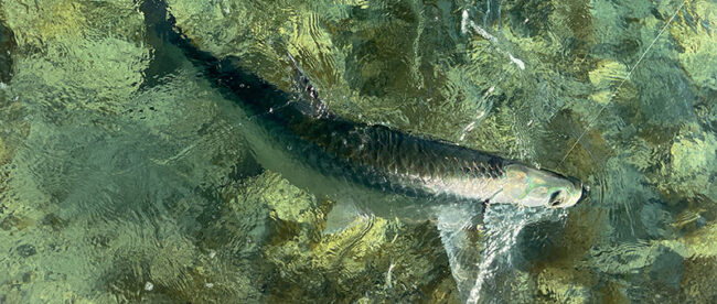 key-west-fishing-report-tarpon Key West Fishing Report Tarpon