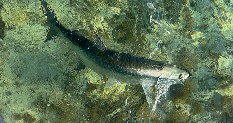 Key West Fishing Report Tarpon